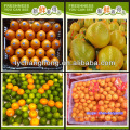 Vente en gros de mandarine / fruit de guêpe